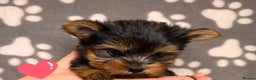 Yorkshire Terrier dogs for sale: Yorkshire terrier puppies for sale - Advert 9
