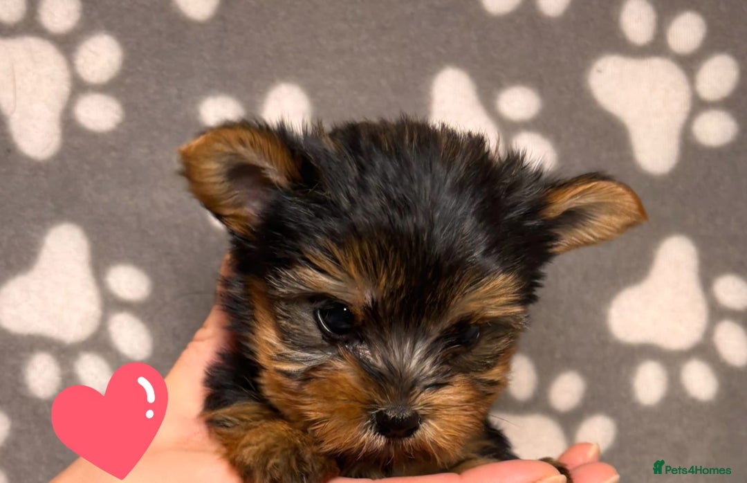 Yorkshire Terrier dogs for sale: Yorkshire terrier puppies for sale - Advert 9