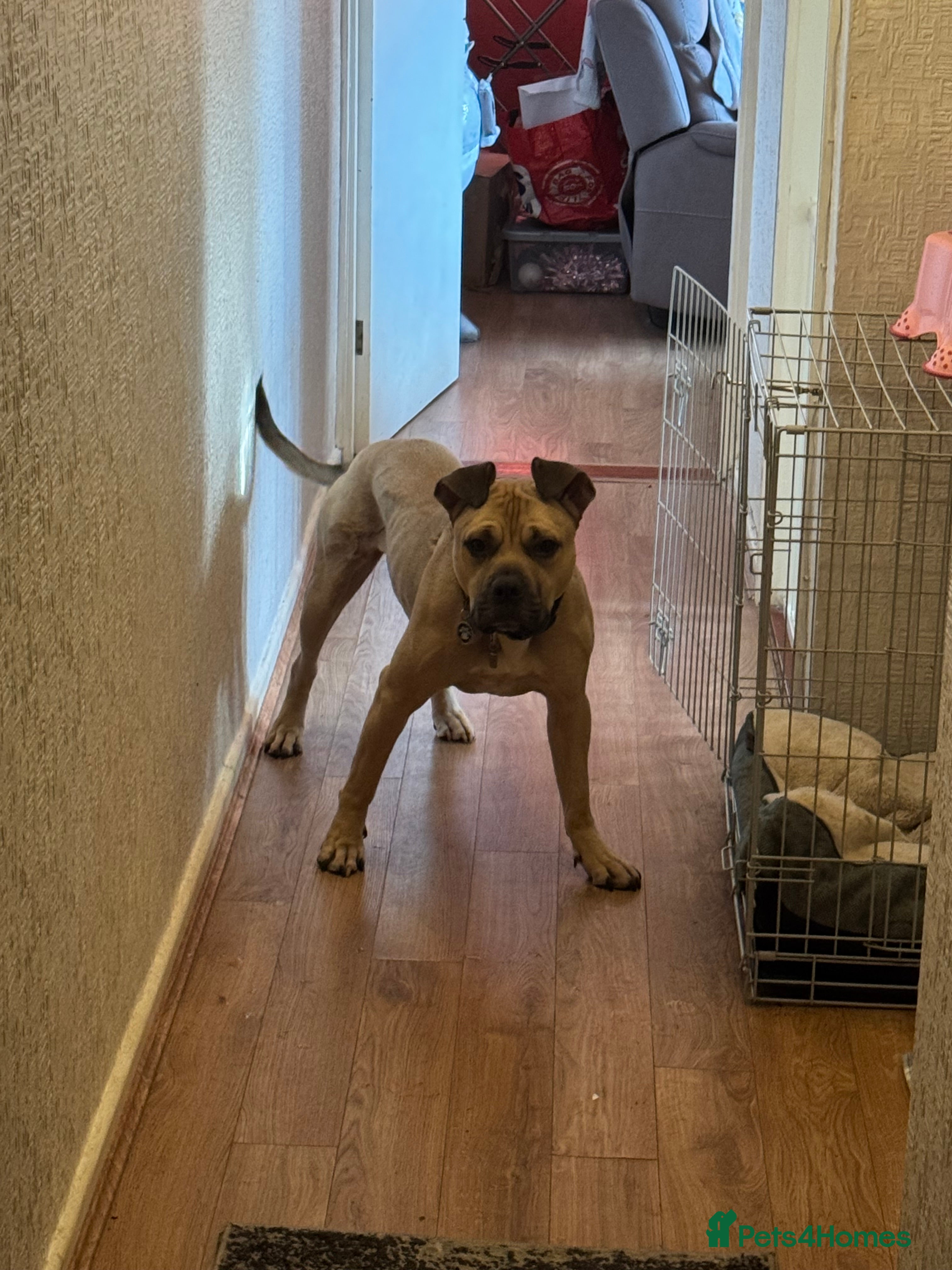 Mixed Breed dogs Loving Boy For sale - Advert 6