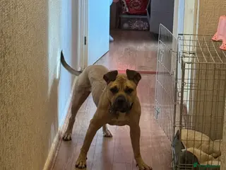 Mixed Breed dogs Loving Boy For sale - Advert 2