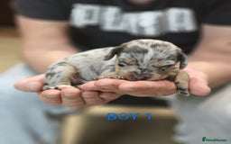 Mixed Breed dogs for sale: Jackweenie puppies - Image 6