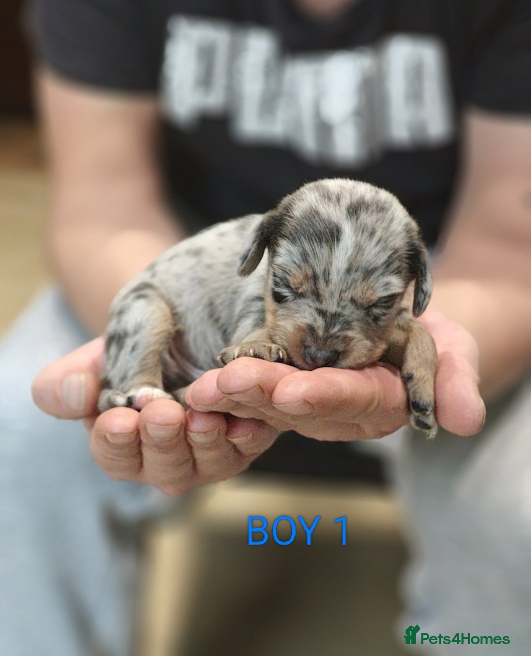 Mixed Breed dogs for sale: Jackweenie puppies - Image 6