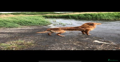 Golden Retriever dogs - Advert 10