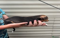 Mixed Breed dogs for sale: Beautiful puppies for sale!!!  - Image 10