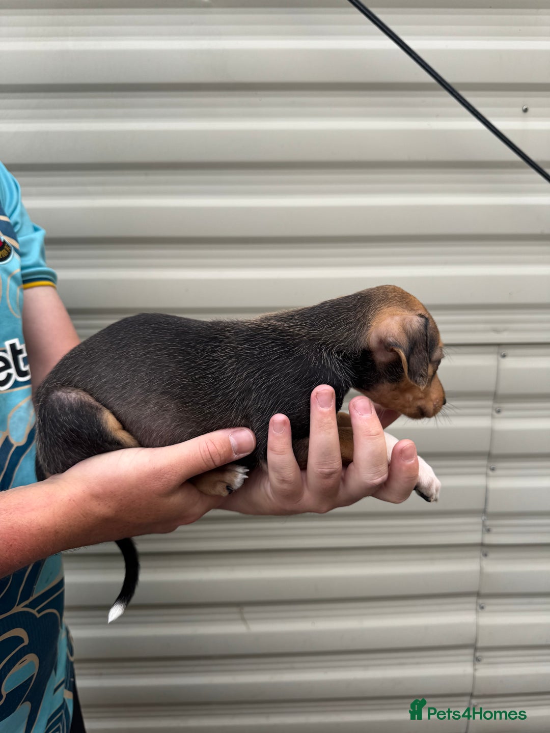 Mixed Breed dogs for sale: Beautiful puppies for sale!!!  - Image 10