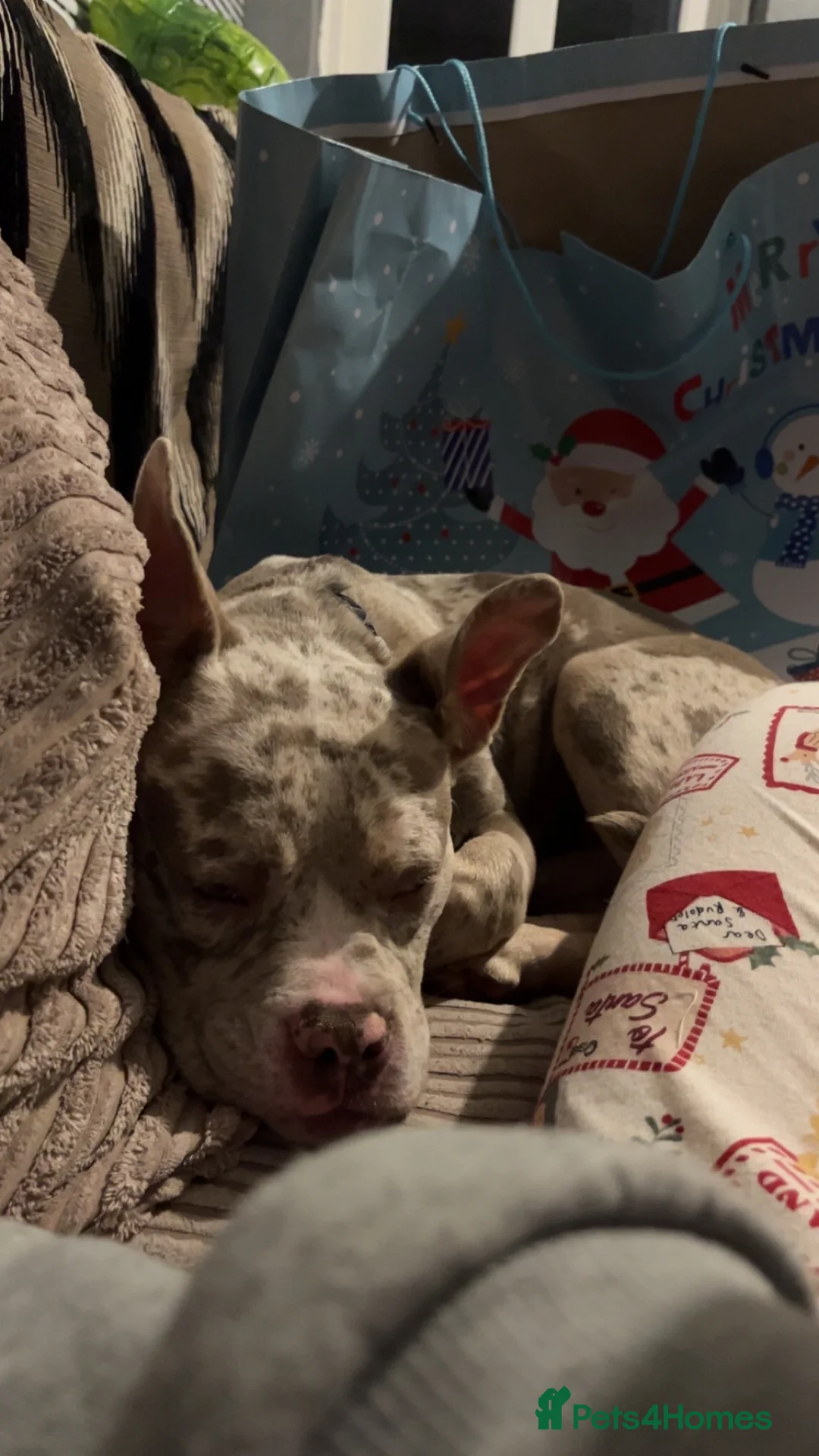 American Bully dogs for sale: Male Standard x pocket bully - Advert 3