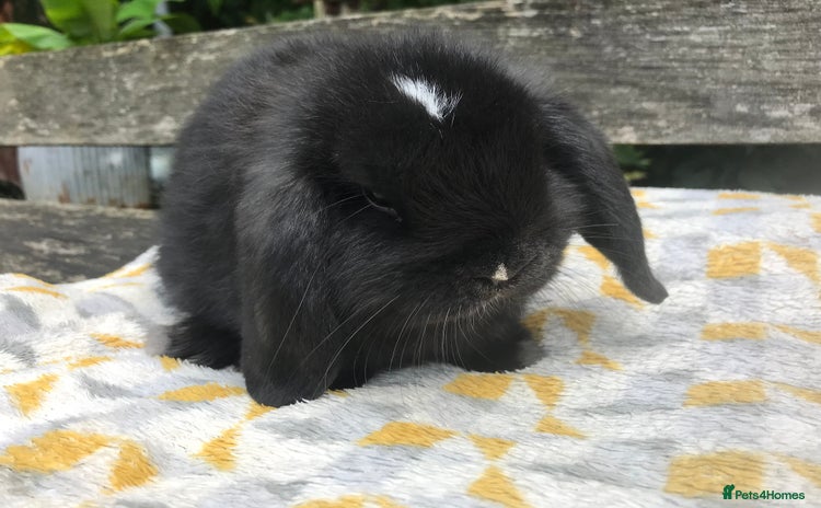 Mini Lop rabbits - Advert 3