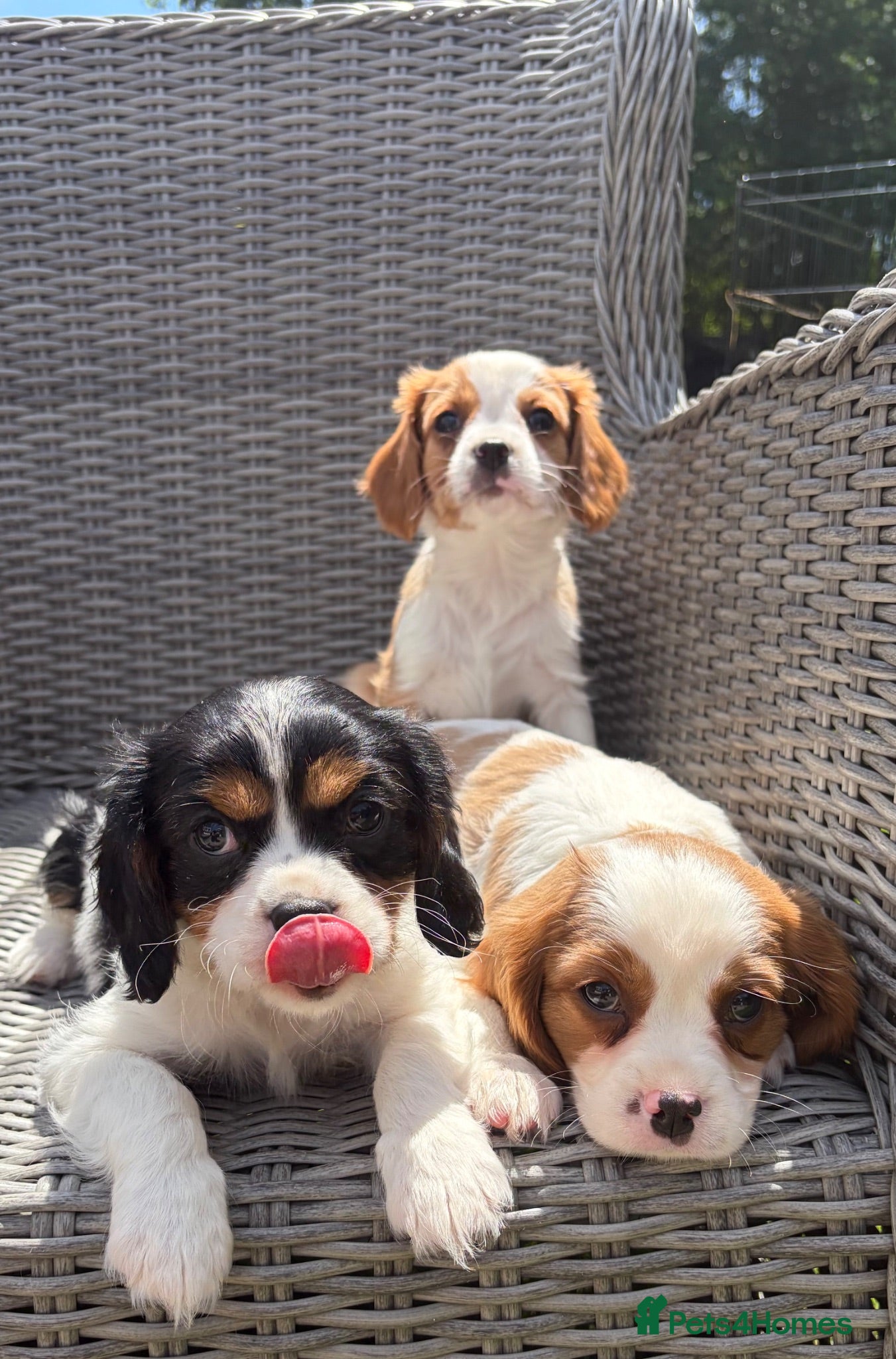 Cavalier King Charles Spaniel dogs Stunning Cavalier King Charles puppies  - Advert 1