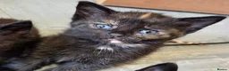 Domestic Shorthair cats for sale: 5 Beautiful female kittens for sale  - Advert 14