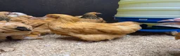 Chickens poultry for sale: Pure breed Hens & Bantams in a massive range  - Advert 1
