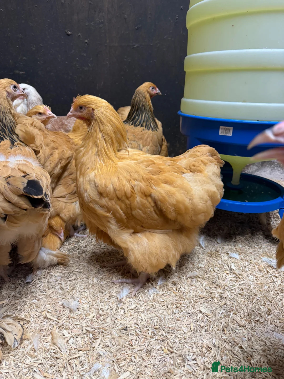 Chickens poultry for sale: Pure breed Hens & Bantams in a massive range  - Advert 1