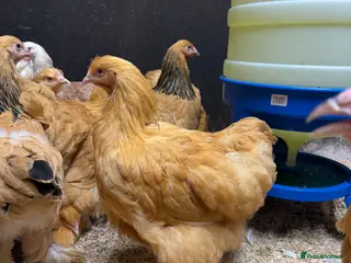 Chickens poultry for sale: Pure breed Hens & Bantams in a massive range - Advert 1