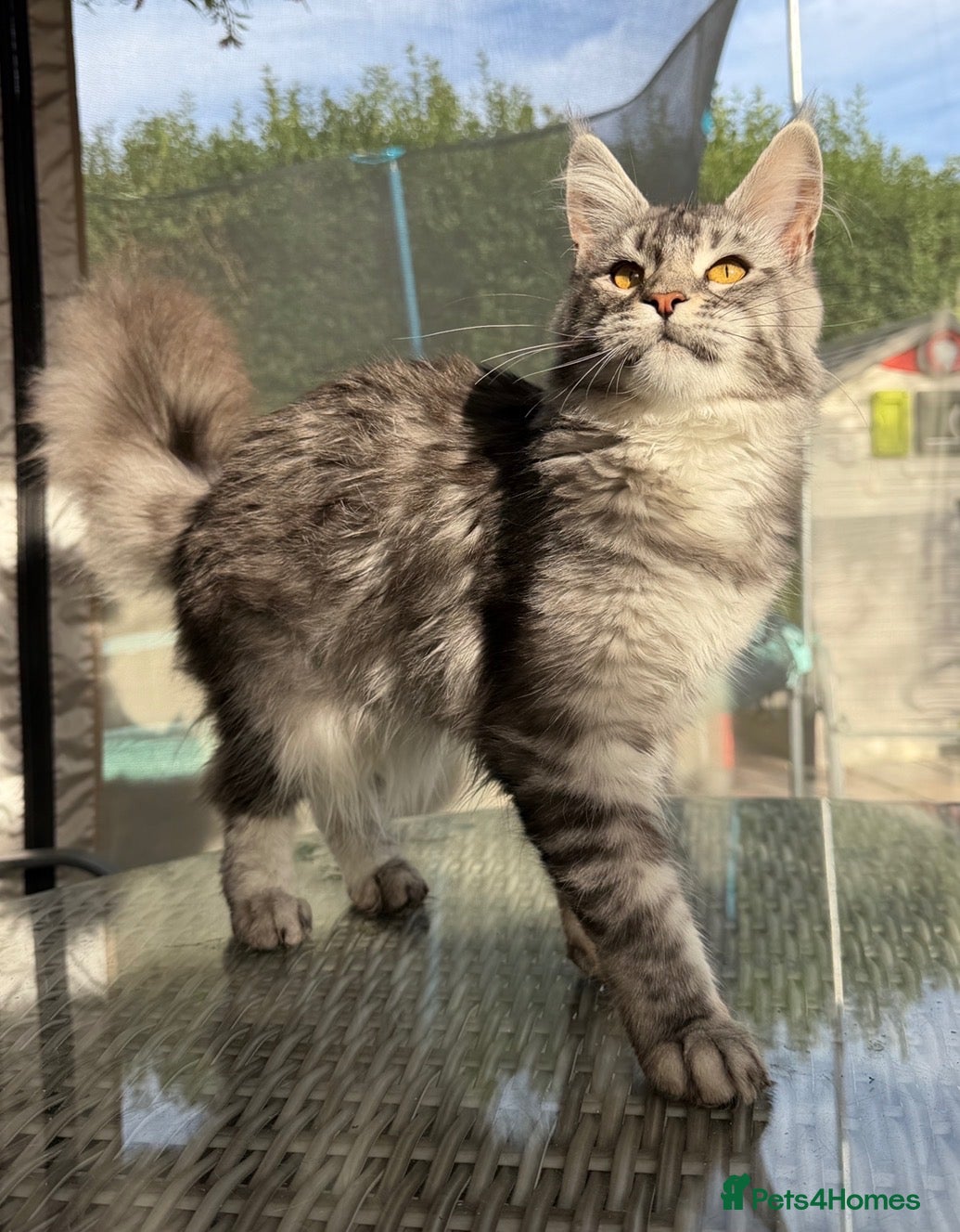 Maine Coon cats TICA Pedigree Maine coon🧬health tested - Advert 1