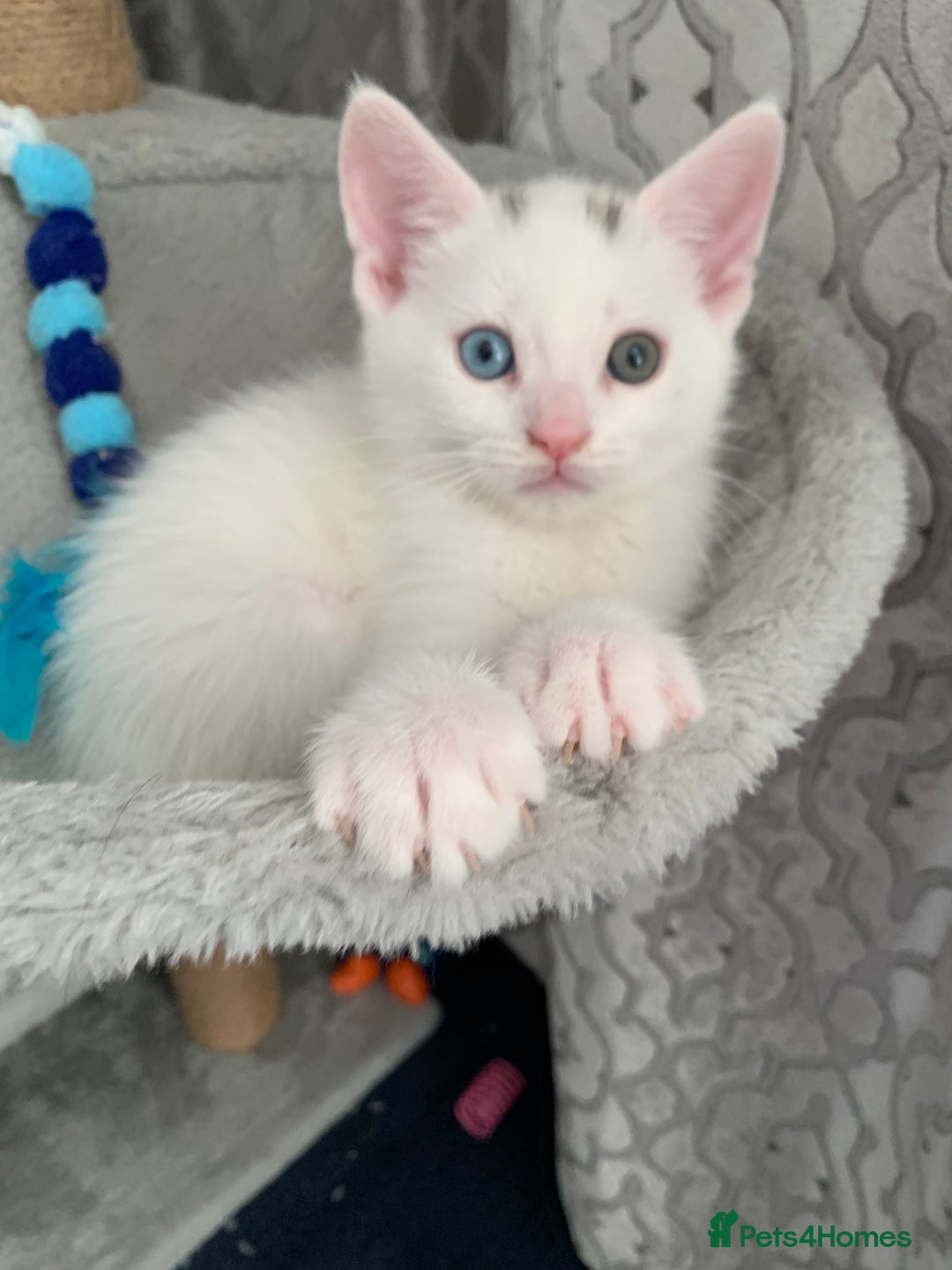 Turkish Angora cats for sale: Heterochromia Mixed Angora Male Kitten for sale - Advert 1
