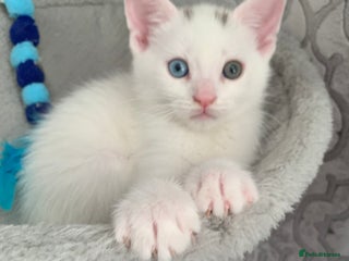 Turkish Angora cats Heterochromia Mixed Angora Male Kitten for sale - Advert 1
