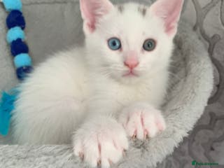 Turkish Angora cats Heterochromia Mixed Angora Male Kitten for sale - Advert 3