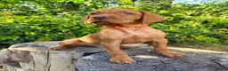 Hungarian Vizsla dogs for sale:     KC Hungarian Vizsla Puppies - Licensed ⭐ - Advert 6