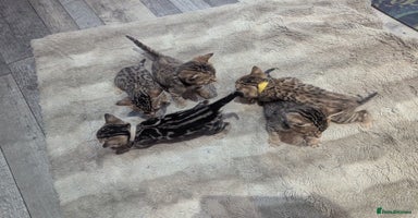 Mixed Breed cats - Advert 6