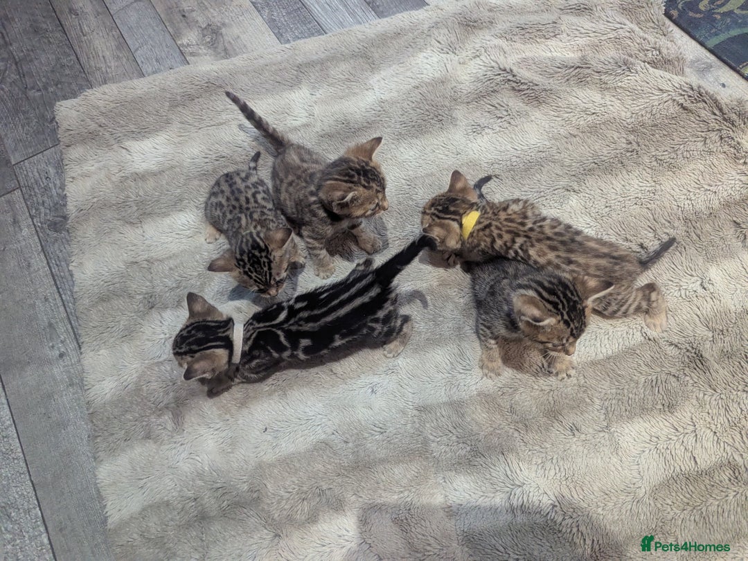 Mixed Breed cats for sale: Gingal kittens (Ginger x Bengal) last 1 available  - Image 2