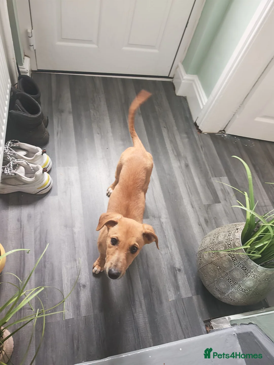 Lurcher dogs for sale: Female lurcher - 12 weeks old  - Advert 2