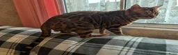 Bengal cats for sale: Clouded Bengal active male 4 years old.  - Advert 4