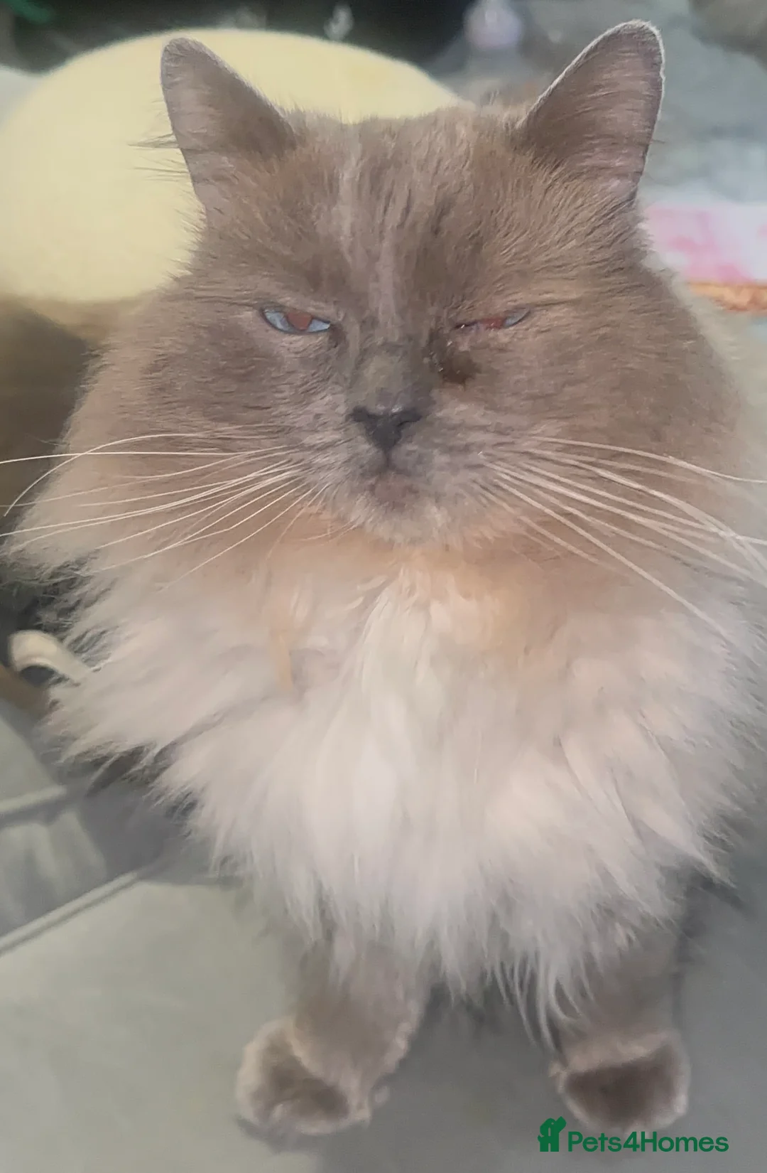 Ragdoll cats for stud: Blue Point Ragdoll STUD - Advert 2