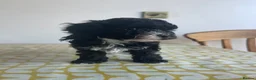 Maltipoo dogs for sale: F1b Maltipoo puppies for sale  in Christchurch - Advert 4