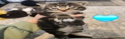 Mixed Breed cats for sale: 3 adorable tabby kittens - Advert 6