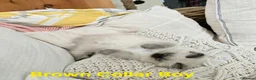 Ragdoll cats for sale: Adorable Ragdoll kittens looking for loving homes! - Advert 13