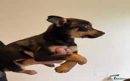 Australian Kelpie dogs for sale: Australian Kelpie puppies  - Image 17