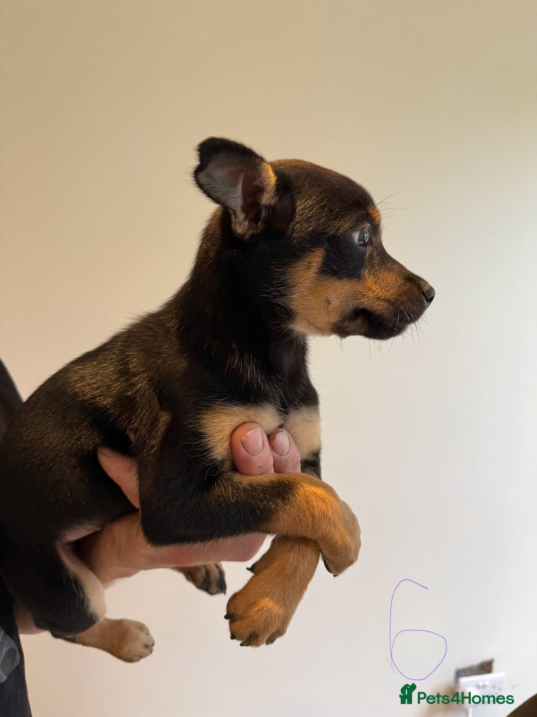 Australian Kelpie dogs for sale: Australian Kelpie puppies  - Image 17