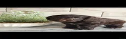Cockapoo dogs for sale: Ready now f1 Cockerpoos  - Advert 7
