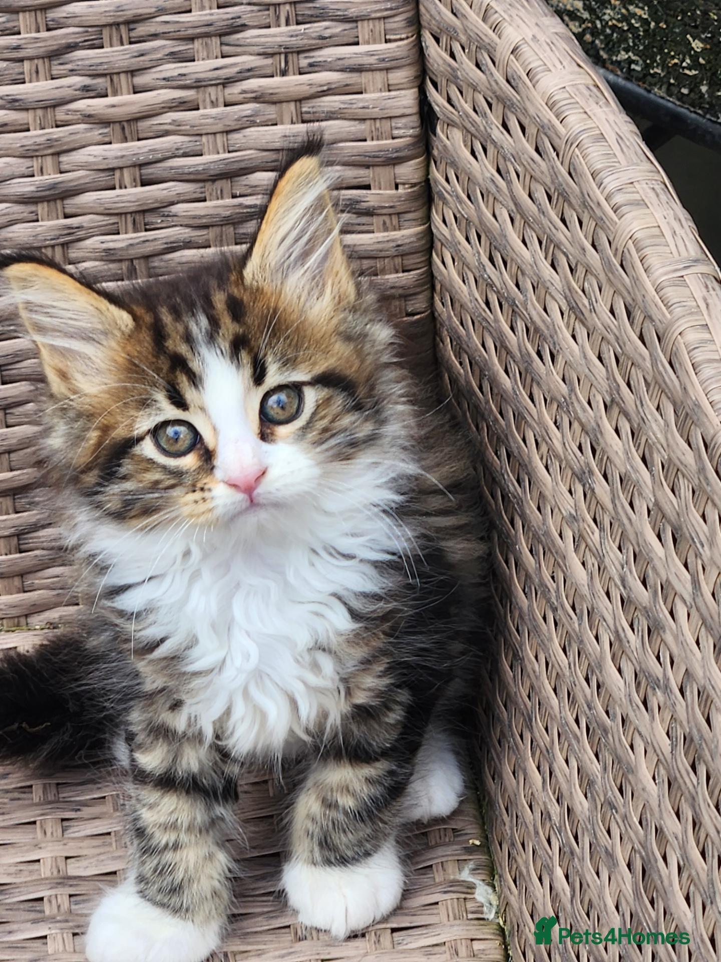 Maine Coon cats Maine Coon ginger Ready Now!! Absolutely gorgeous! - Advert 16