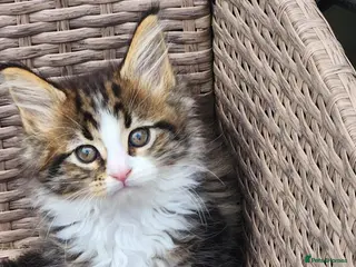 Maine Coon cats Maine Coon ginger Ready Now!! Absolutely gorgeous! - Advert 16
