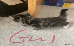 Mixed Breed cats for sale: Big fluffy kittens for sale part Maine coon - Image 9