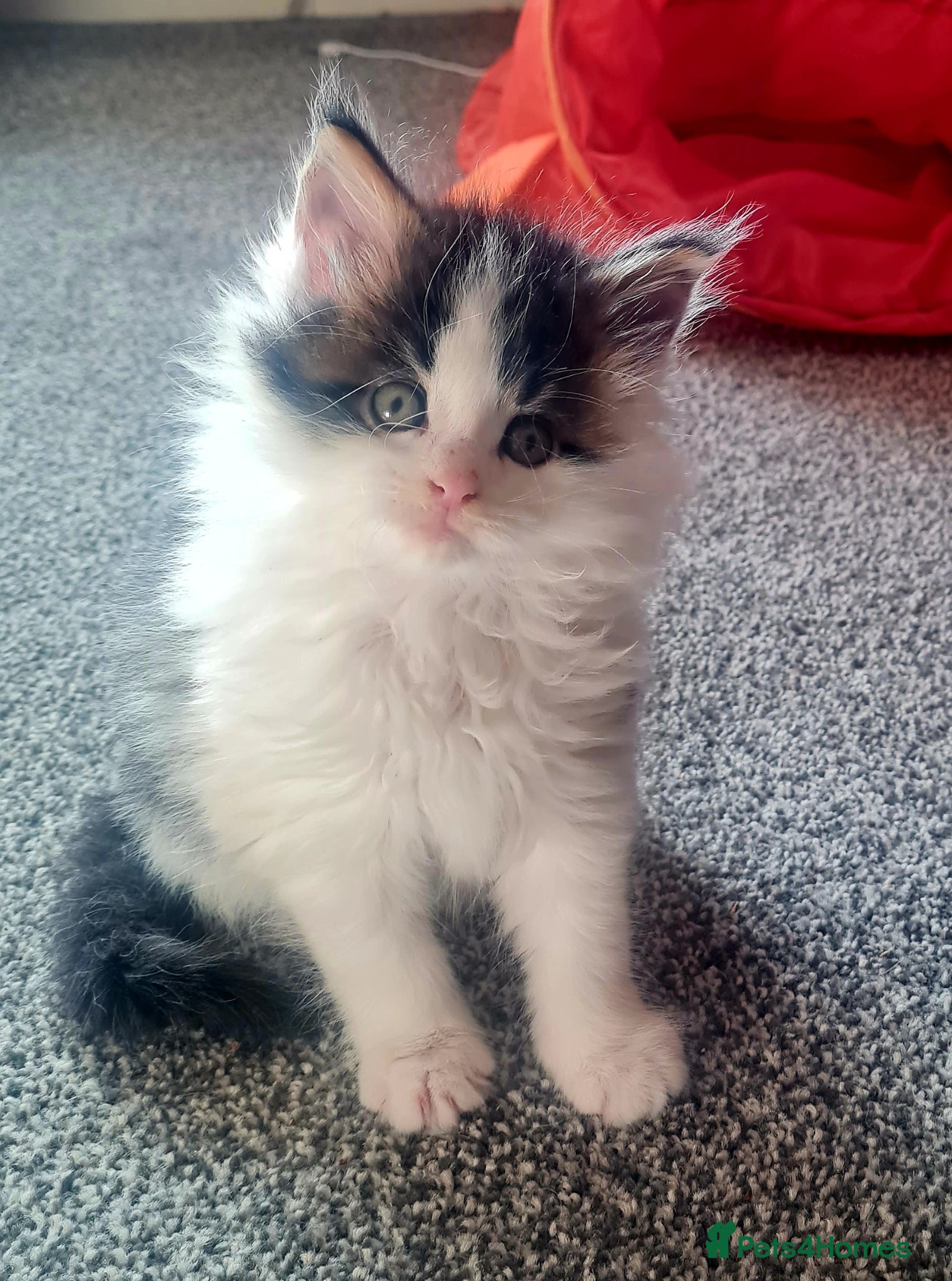 Maine Coon cats Gorgeous Mainecoons available  - Advert 1