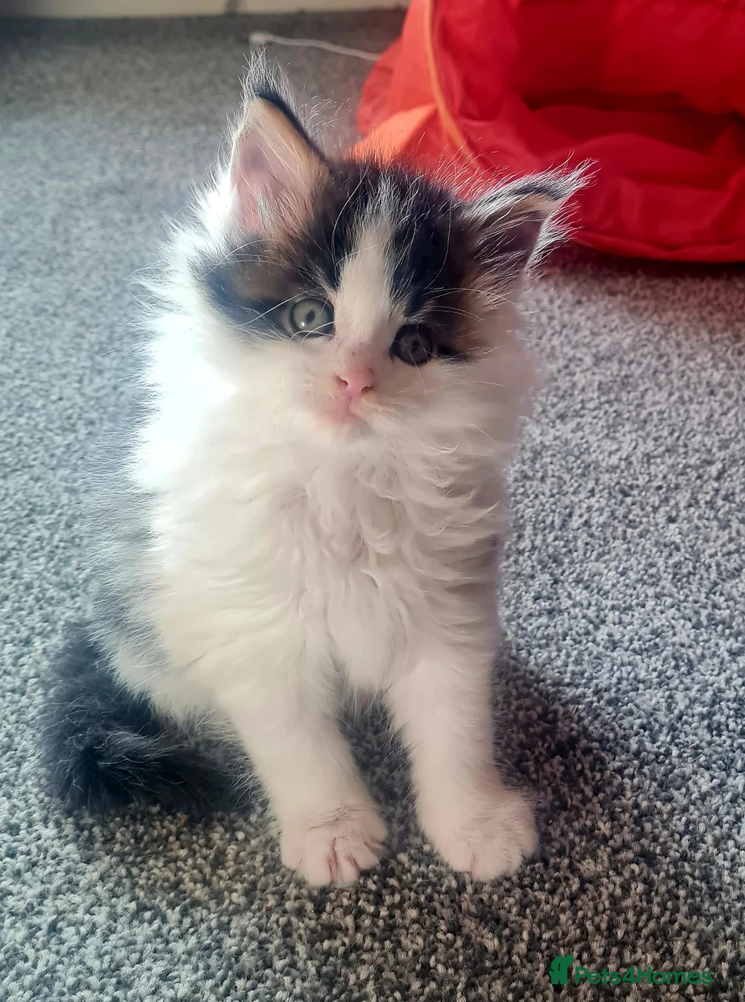 Maine Coon cats for sale: Gorgeous Mainecoons available  - Advert 1