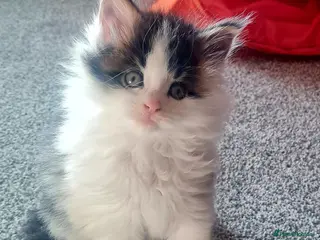 Maine Coon cats Gorgeous Mainecoons available - Advert 1