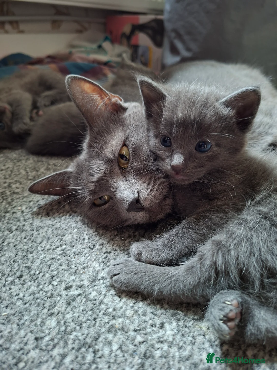 Russian Blue cats for sale: Gorgeous Russian Blue kittens - Advert 2