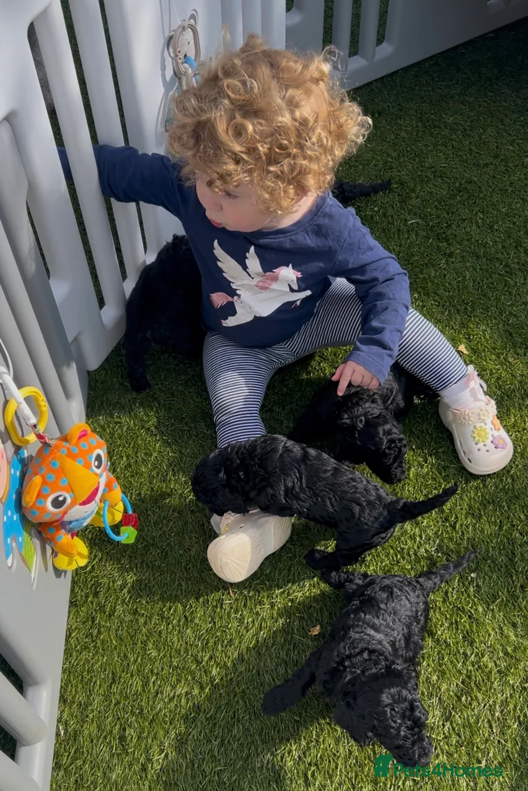 Miniature Poodle dogs for sale: Beautiful miniature poodle puppies - Advert 2