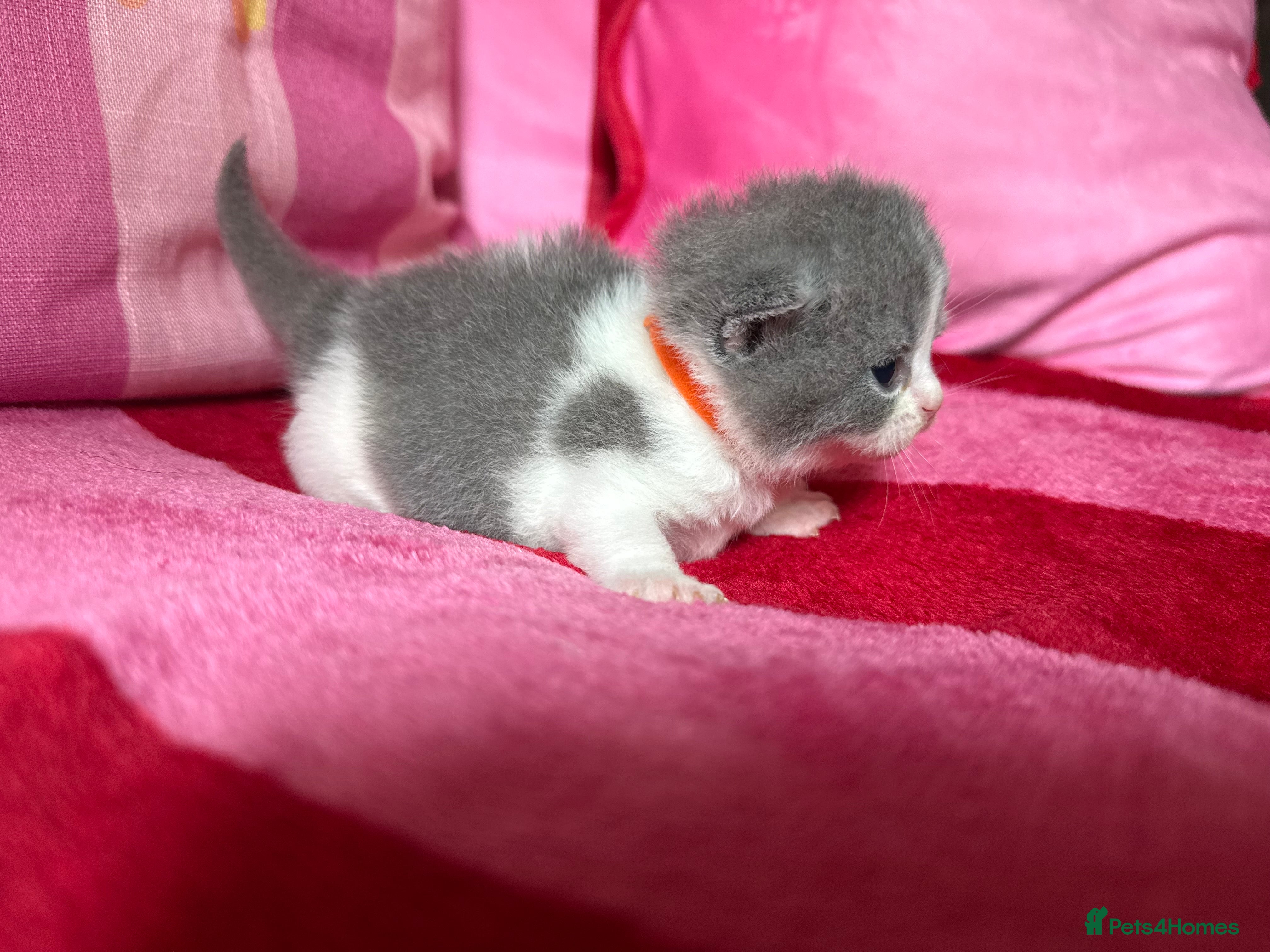 British Shorthair cats Champion Line British Shorthair Kittens 😻🥇🏆🐾 - Advert 2