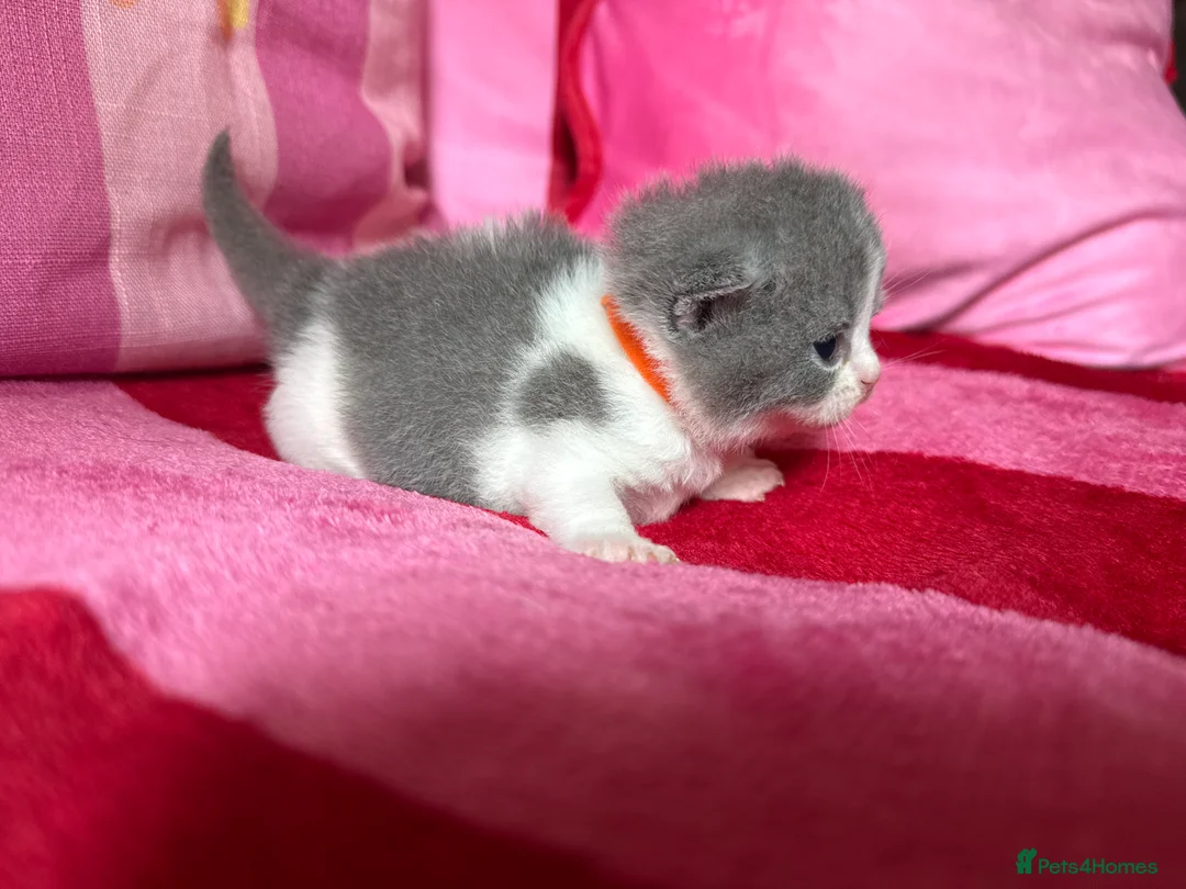 British Shorthair cats for sale: Champion Line British Shorthair Kittens 😻🥇🏆🐾 - Advert 2
