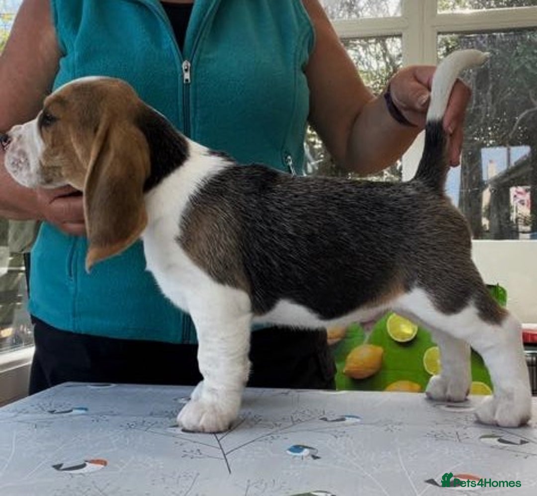 Beagle dogs for sale: Beagle Puppy 1 - Top pedigree Beagle pups! - Image 5