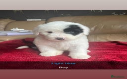 Old English Sheepdog dogs for sale: Old english sheepdog  - Image 4
