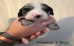 Sprocker dogs for sale: Stunning Sprocker pups  - Advert 7