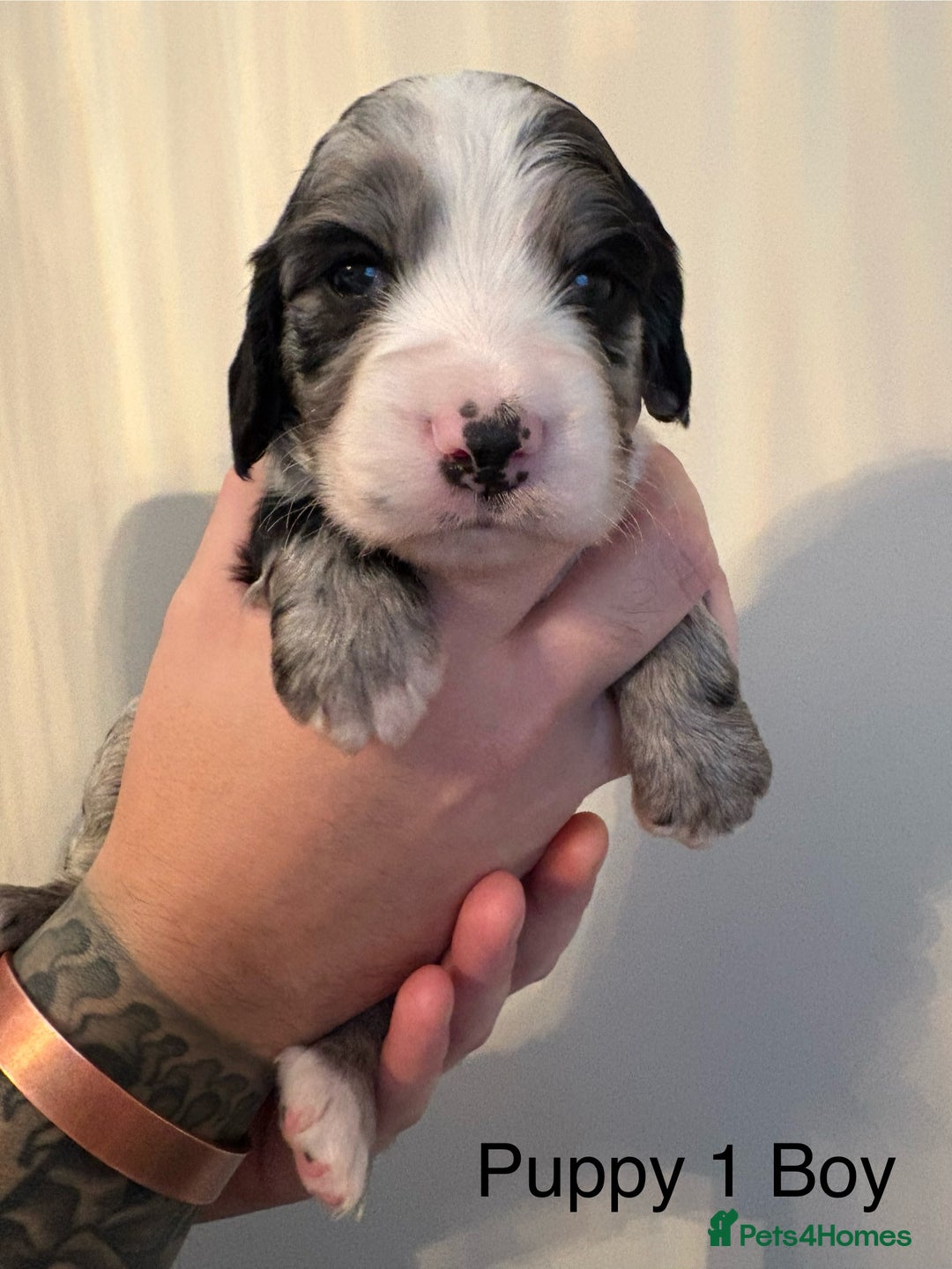 Sprocker dogs for sale: Stunning Sprocker pups  - Advert 7