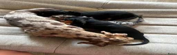 Dachshund dogs for sale: Miniature Dachshund Puppies Read Soon  - Advert 4