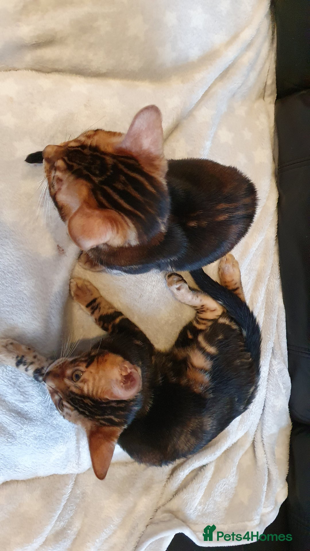Bengal cats for sale: Pedigree Bengal Kittens - Advert 7