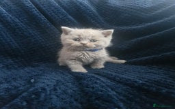 British Shorthair cats for sale: British shorthair and longhair  - Image 10