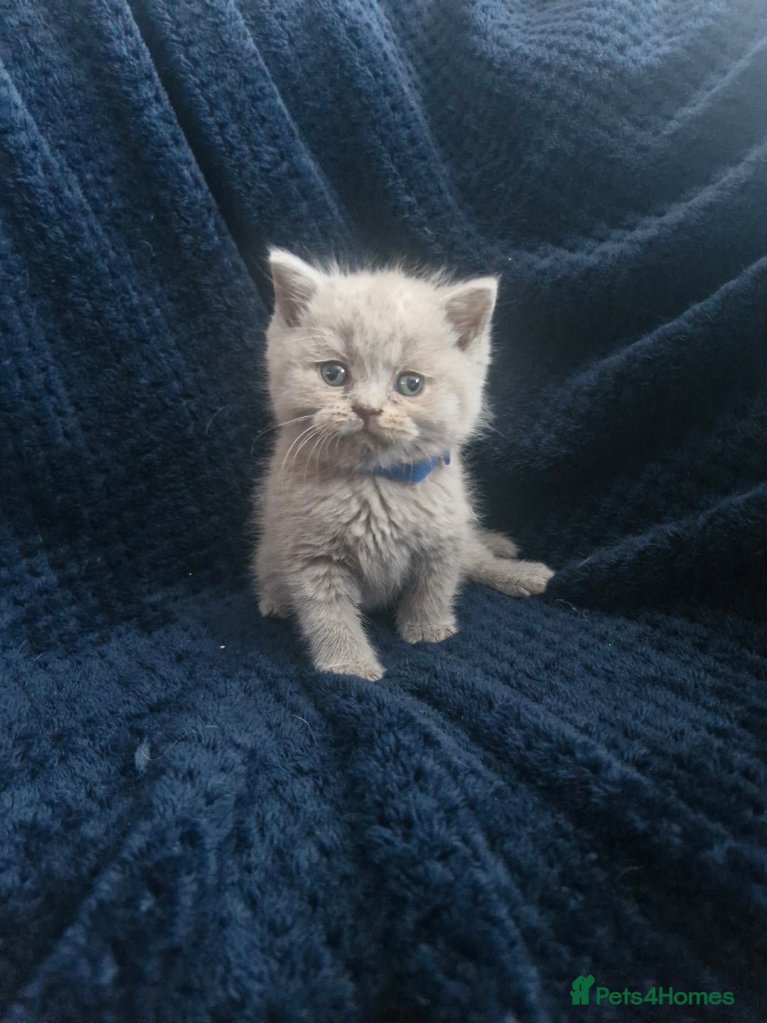 British Shorthair cats for sale: British shorthair and longhair  - Image 10